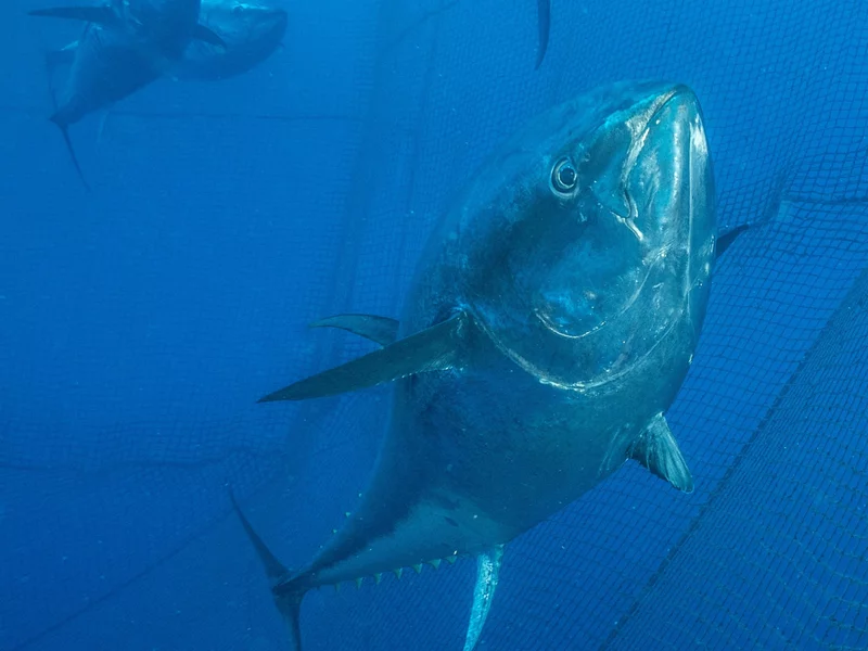 Wędkarz wyciągnął rybę na pokład łodzi i zaniemówił. „Co za gigantyczny tuńczyk!”
