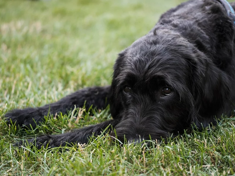 Tak Polacy opłakują zwierzęta. Monetyzacja emocji, ChatGPT i pakiet „Bliskość”