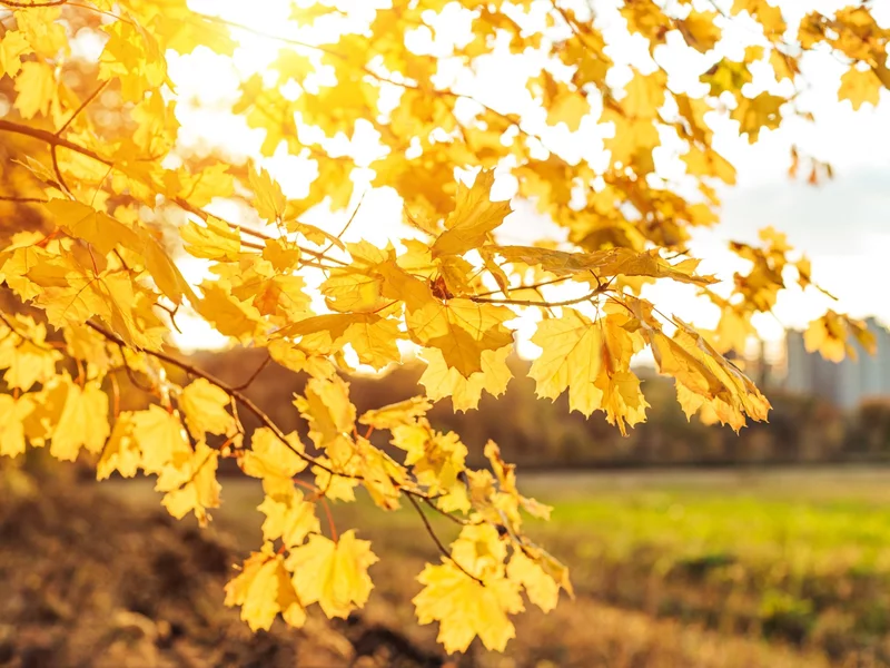 Pogoda zaskoczy Polaków. Powiew lata w środku jesieni