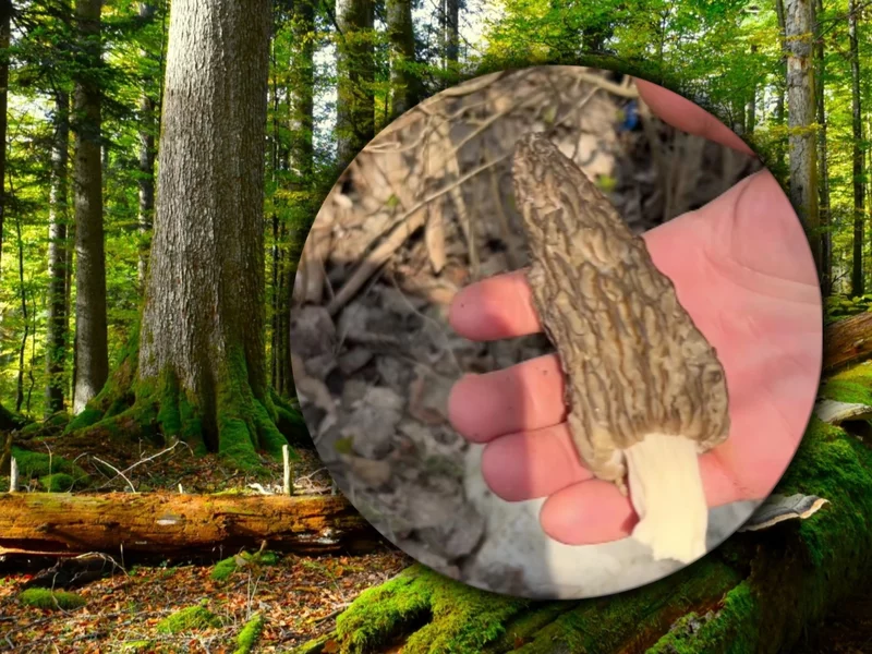 Poszedł na grzyby i znalazł „wiosennego olbrzyma”. Pokazał nagranie