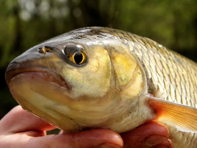Niby pospolita ryba, ale jaki okaz! Wędkarz pochwalił się rekordem