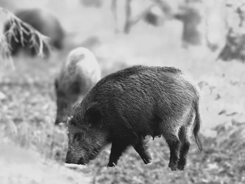Afera z dzikami w Warszawie. Litewka publikuje zdjęcia, ratusz się tłumaczy