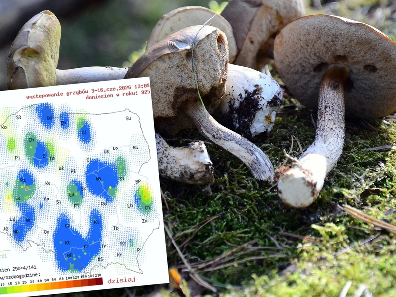 Prawdziwy raj dla grzybiarzy. Mapa pokazuje, gdzie warto wybrać się do lasu