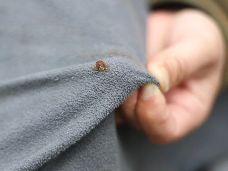 Kleszcze mają słaby punkt. Badacze pokazali zaskakująco skut