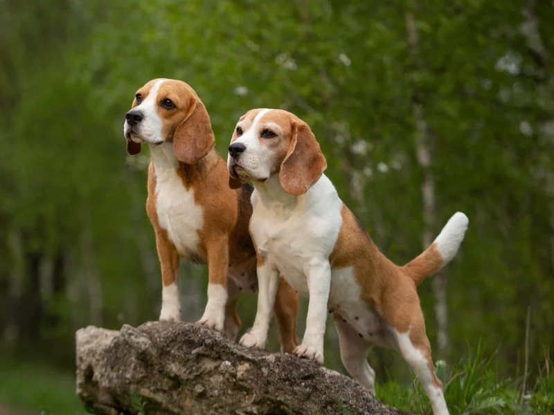 Beagle uratowane z laboratorium. 1500 psów szuka domu