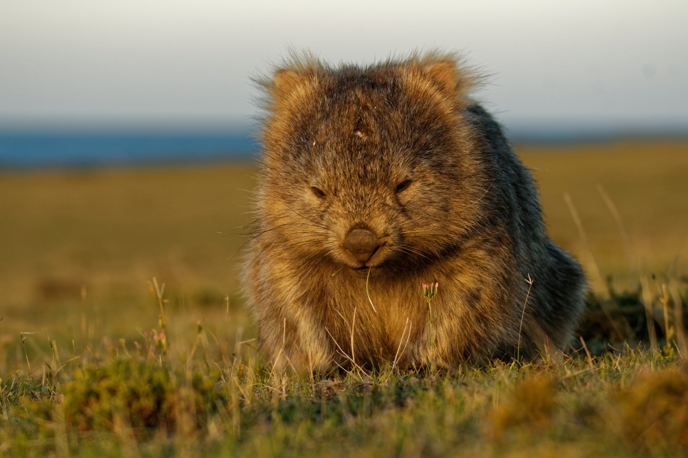 Wombaty, to jedyne zwierzęta, które... robią sześcienne kupy