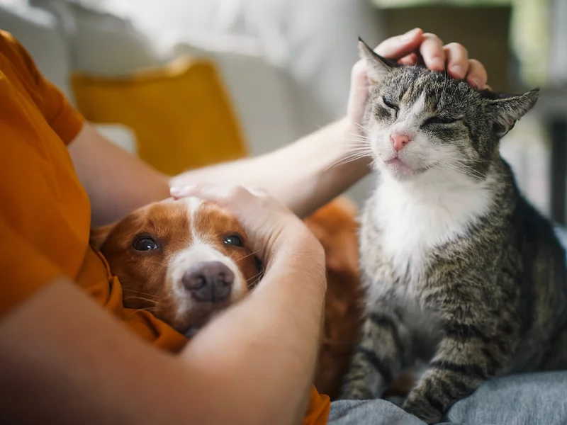 Właściciele kotów i psów będą musieli sięgnąć do portfeli. Zmiana prawa tuż za rogiem