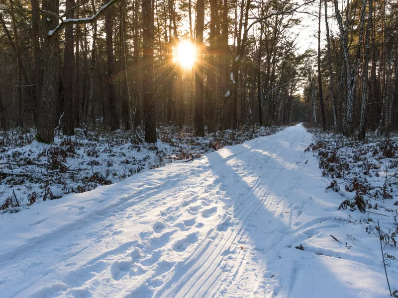 Gleba leśna ogranicza zmiany klimatu? Naukowcy badają pochłanianie metanu