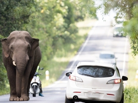 Miniatura: Słoń zaskoczył kierowców. Zwierzę uciekło...
