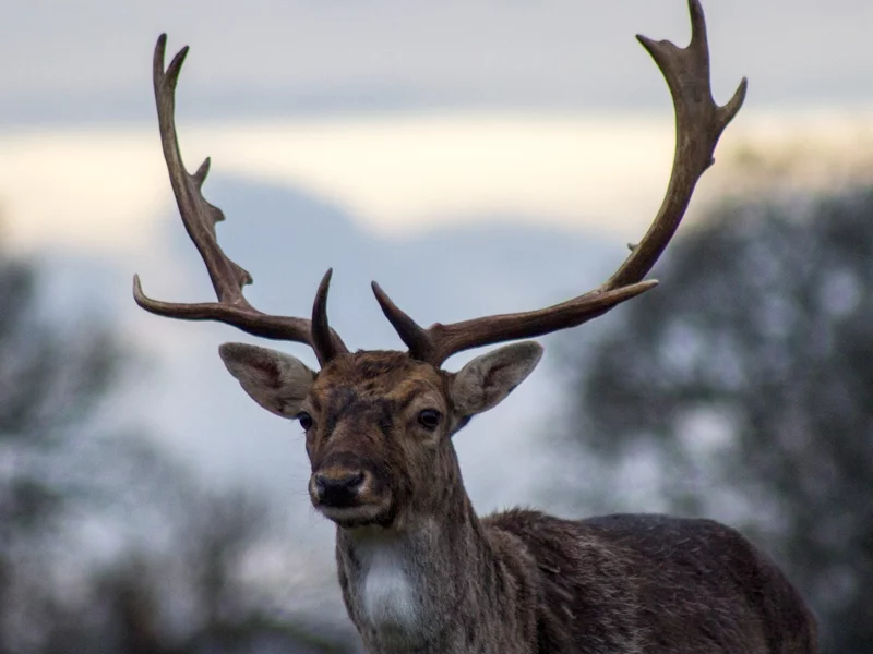 Tutaj noc trwa miesiącami, a mieszkańcy polują na renifery. Oto Grenlandia bez tajemnic