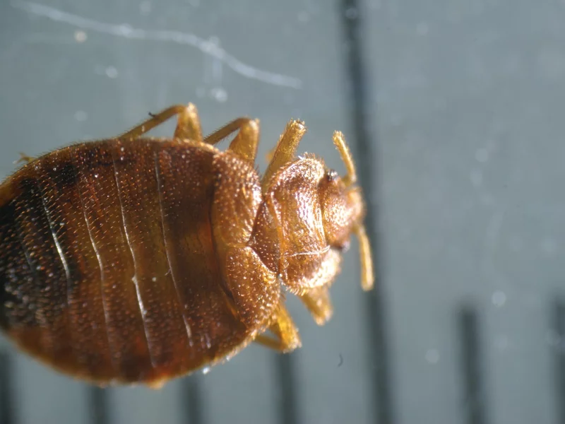Naukowcy ujawnili słabość pluskiew. Panicznie się tego boją