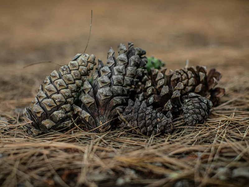 Tragedia przy zbiorze szyszek w Józefowie. Jedna osoba nie żyje, druga walczy o życie