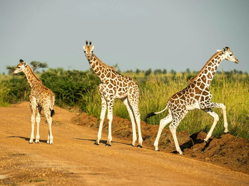 Quiz ortograficzny z nazwami zwierząt. Uwaga na „byki”