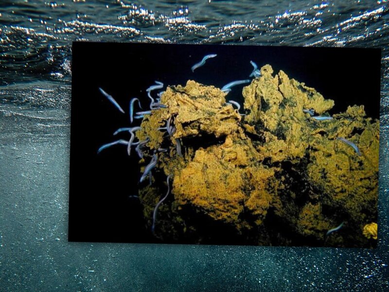 „Miasto Węgorzy” na dnie oceanu tętniło życiem. Fascynujące odkrycie naukowców