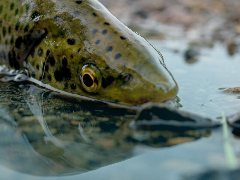 Olbrzymia ryba na granicy wyginięcia. Powód szokuje