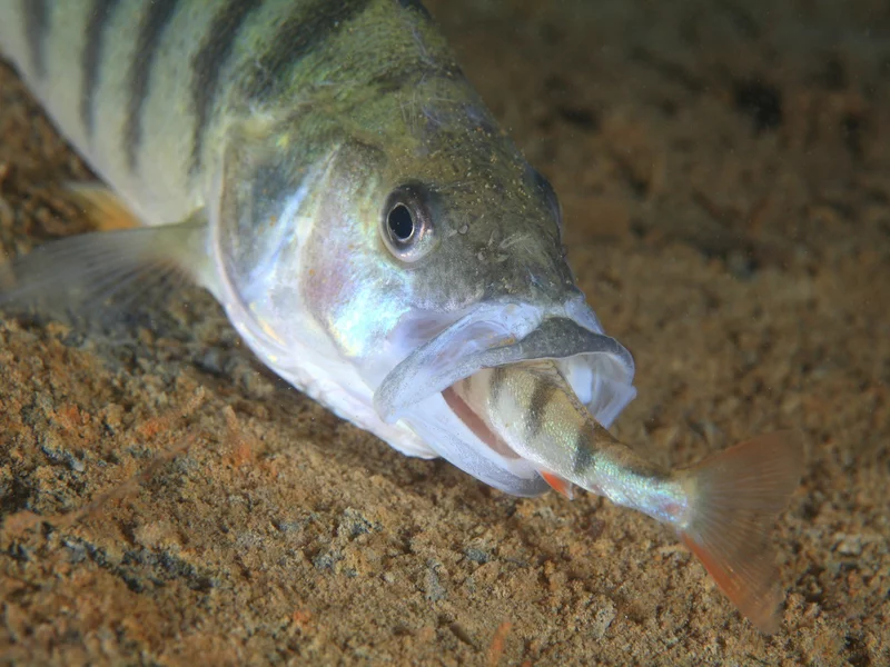 Padł rekord Polski. Wędkarz: Ryba miała niespotykane kształty