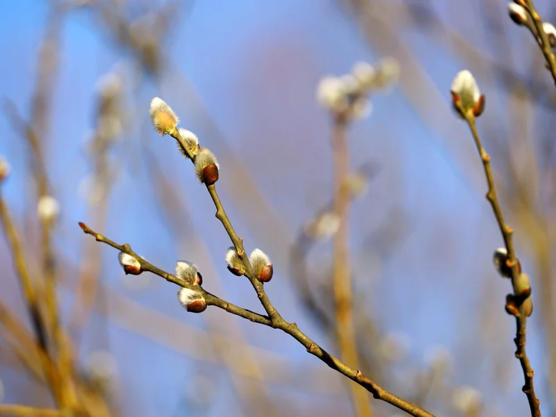 Antycyklony w akcji. Polacy poczują wiosnę
