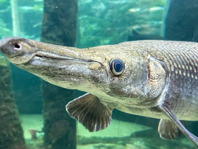 Podczas transportu ryba straciła na wadze. Wędkarz i tak pobił rekord
