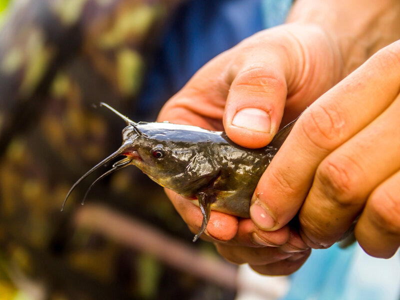 Przyrodnicza sensacja w Warszawie. To inwazyjne gatunki ryb