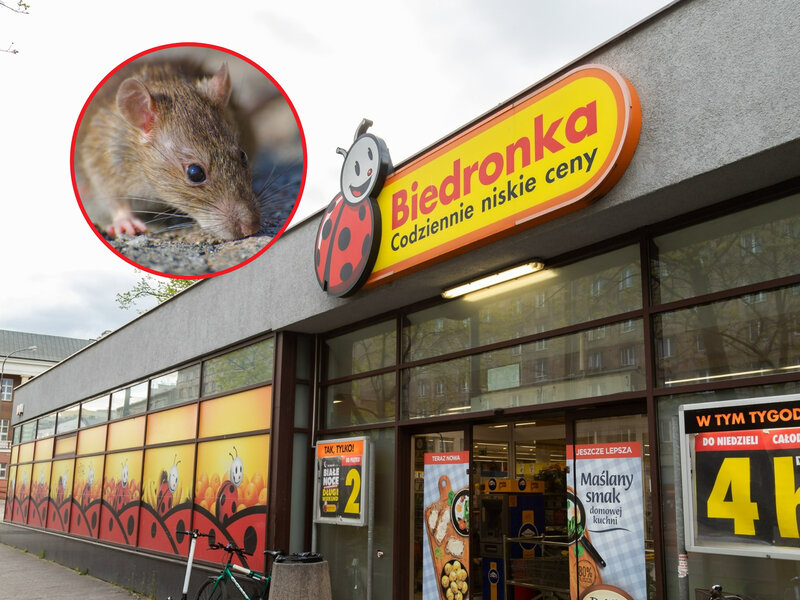 Szczury na zapleczu popularnego sklepu? Klient ujawnia niepokojące sceny
