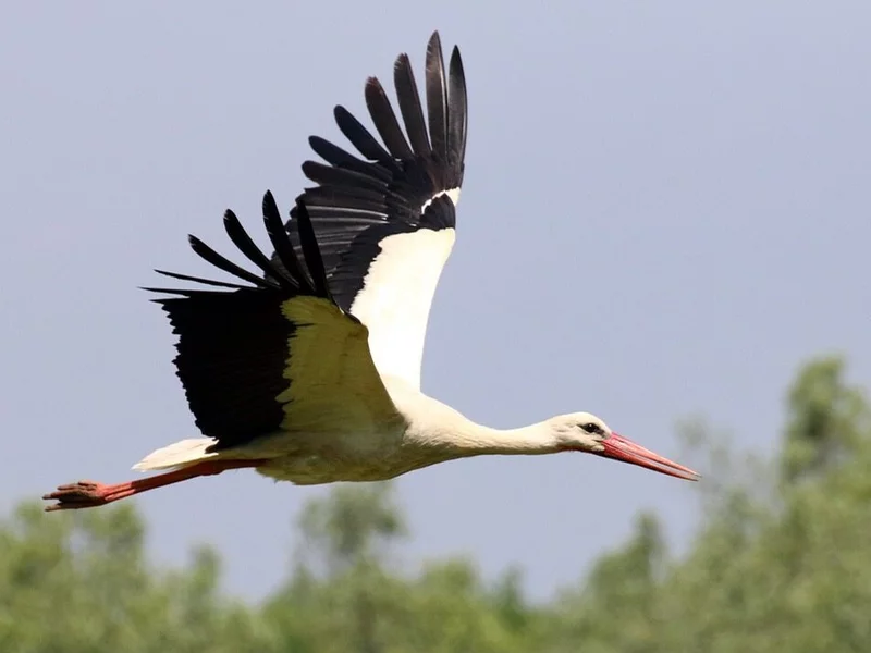 Wracają, ale inaczej niż zwykle. Eksperci przyjrzeli się bocianom