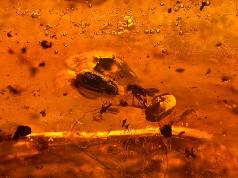 Bursztyn z Bałtyku skrywał niezwykłego stwora. To nie pająk ani komar