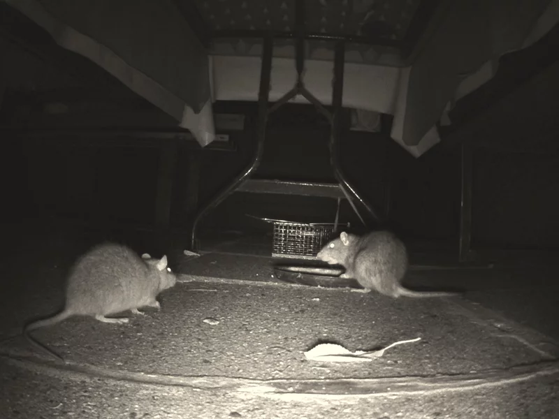 Szczury opanowały zabytkową kamienicę. Wszystko przez patoinfluencerkę