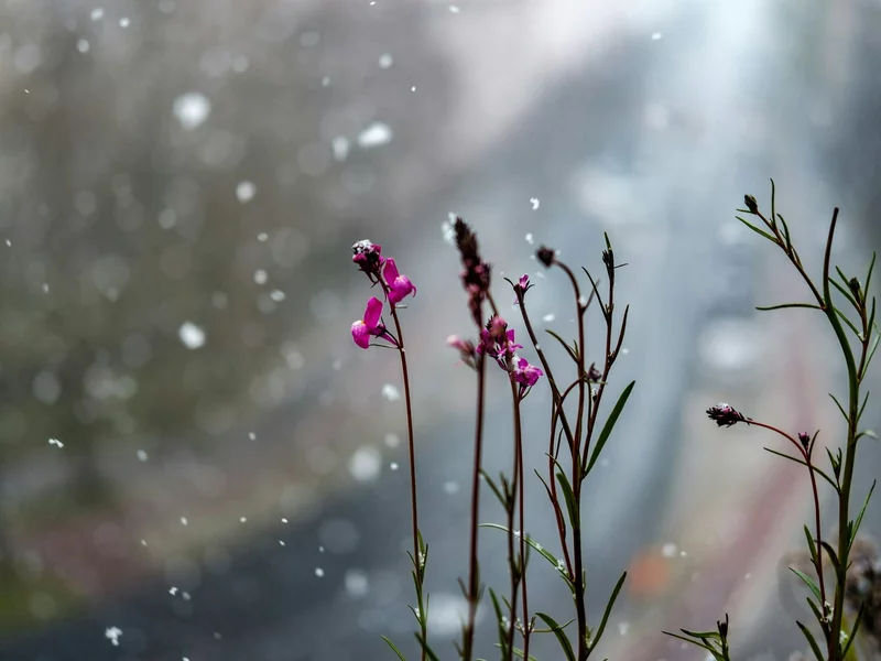 To będzie biała Wielkanoc? W prognozie widać przymrozki. Synoptyk odkrywa karty
