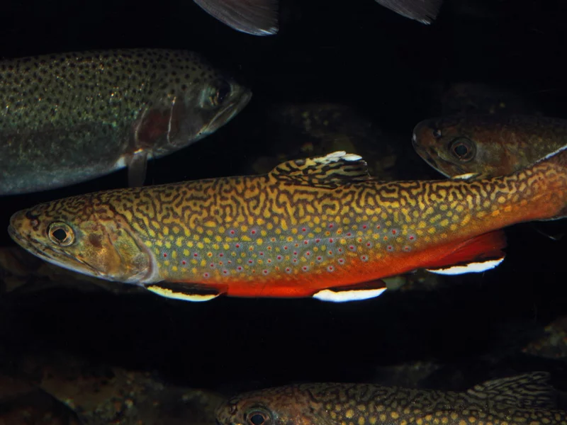 Padł nowy rekord, w środowisku wędkarskim huczy. Taką długość miał gigantyczny okaz