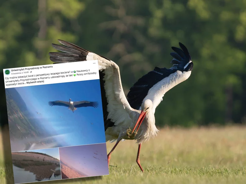 Umieścili na bocianach miniaturowe plecaki. Przełomowe badania Polaków