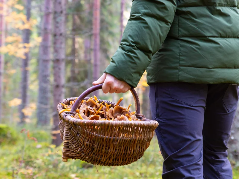 Wyszli na grzyby we dwóch, wrócił tylko jeden. Tragedia w środku lasu