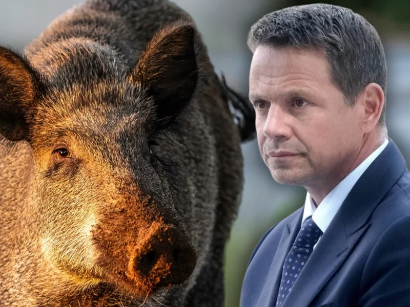 Presja zadziałała. Trzaskowski zmienia decyzję w sprawie dzików