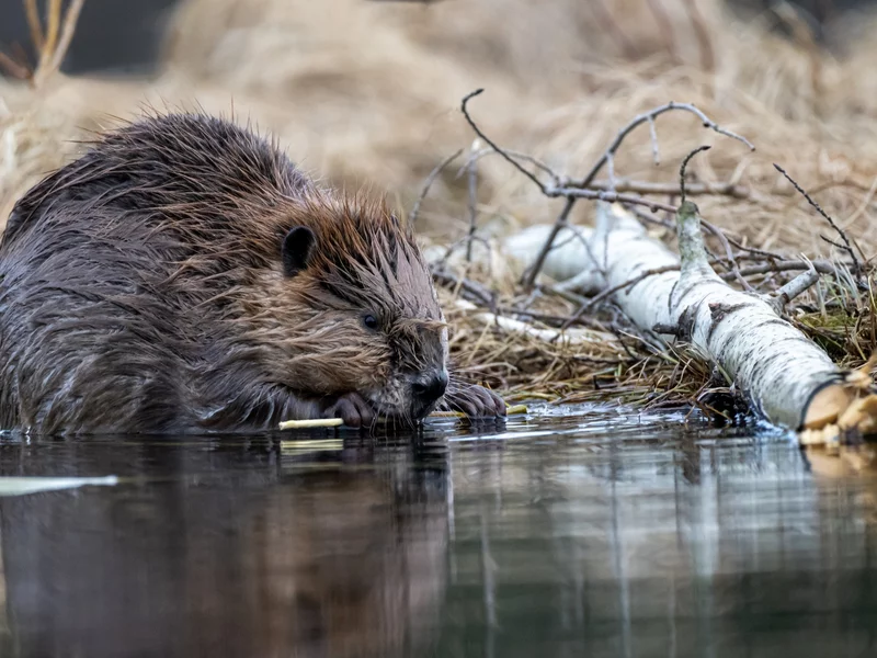 Niezwykły gość nad Morskim Okiem. Turyści zachwyceni widokiem