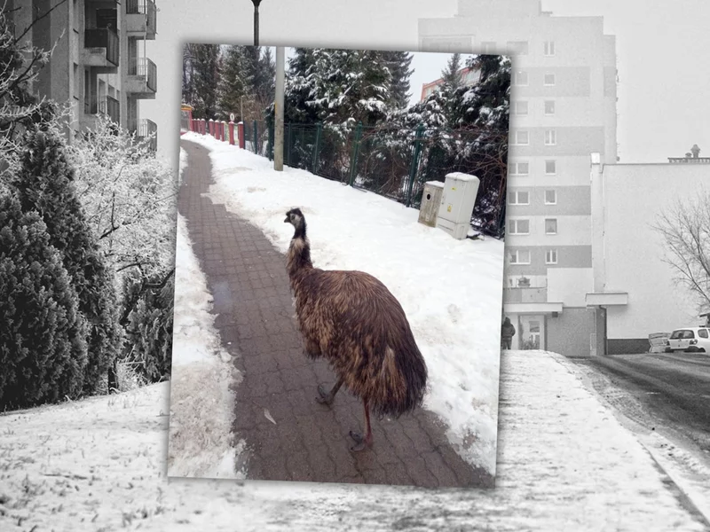 Egzotyczny gość w centrum miasta. „Coraz większe te gołębie”