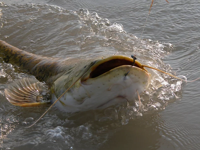 Wtedy wędkarz poczuł, iż wygrywa walkę z sumem. Ryba raz jeszcze ruszyła do walki