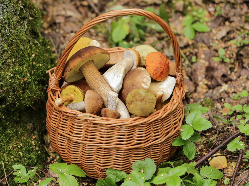 Największy wysyp grzybów jest po deszczu. Gdzie i kiedy się wybrać do lasu?