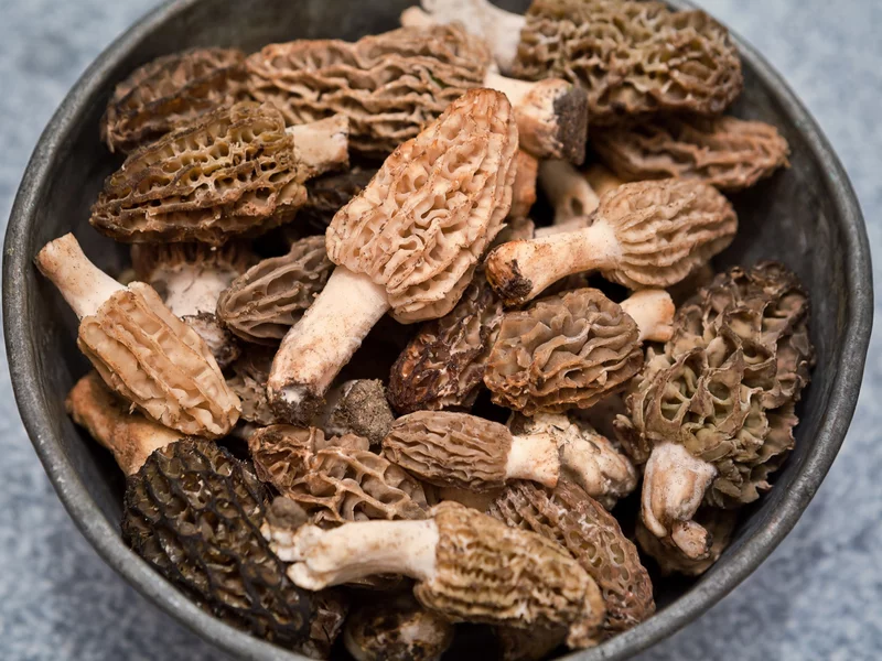 Grzybiarze na start! Ten cenny grzyb pojawia się już w marcu