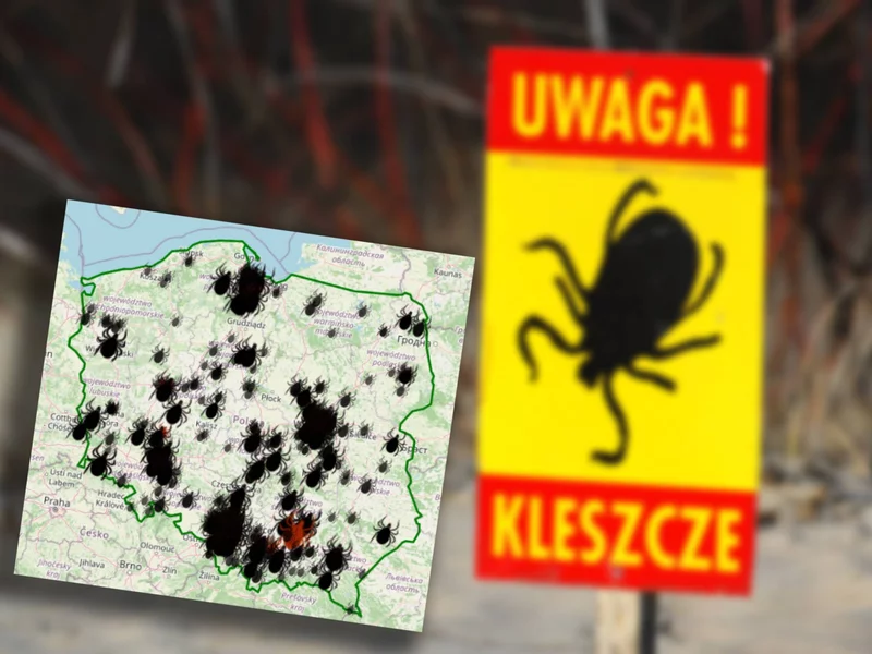 Mapa kleszczy 2026. W tych regionach Polski ryzyko ich występowania jest największe