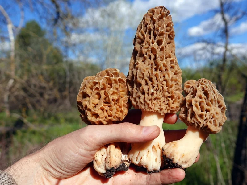 Do lasów wraca „święty Graal” grzybiarzy. Tu warto go szukać