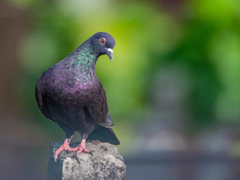 Kraków walczy z „latającymi szczurami”. Pomóc ma kukurydza z antykoncepcją