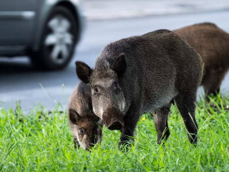 400 dzików do odstrzału. Starosta apeluje o „uszanowanie decyzji”, mieszkańcy oburzeni
