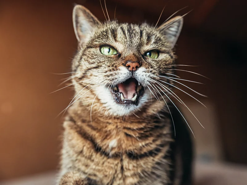 Koty wolą mężczyzn czy kobiety? Badacze nie mają wątpliwości