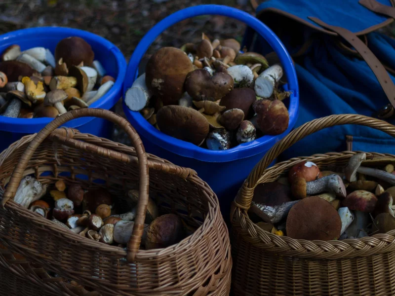 Nie zdradza tajnych miejscówek, ale pomaga znaleźć grzyby. Nowa aplikacja ruszyła