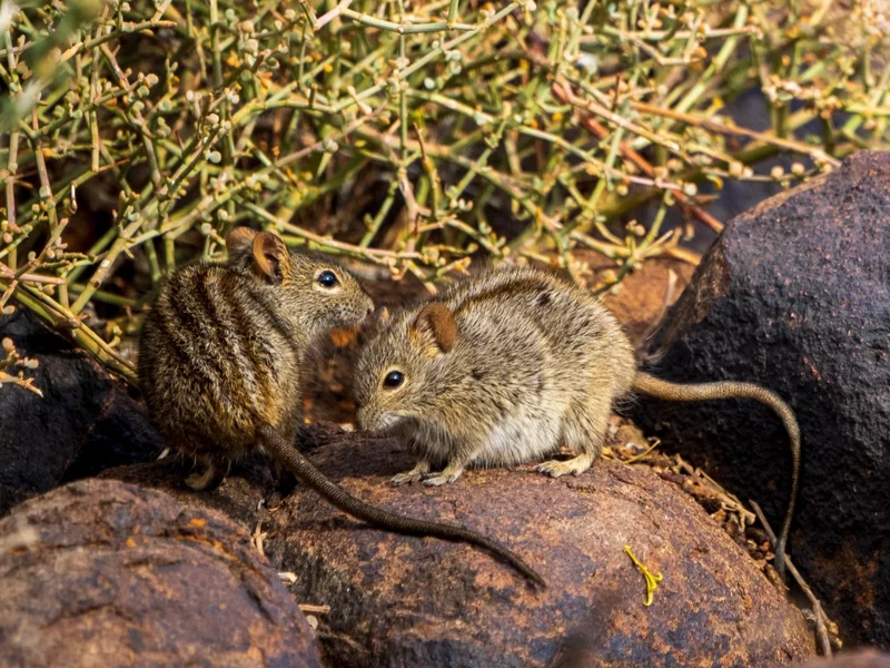 Troskliwy ojciec czy brutalny oprawca? Naukowcy odkryli genetyczny „przełącznik”