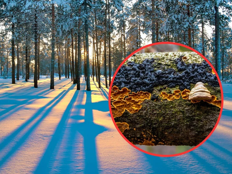 Zbierasz latem? Zimą też możesz. Oto jadalne grzyby, które mrozu się nie boją