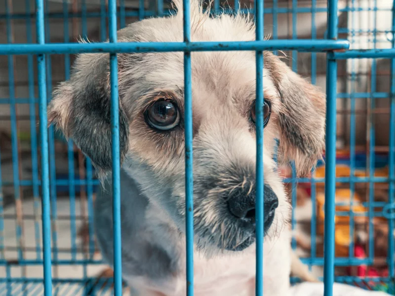 Piekło zwierząt za publiczne środki. NIK wejdzie do schroniska w Sobolewie