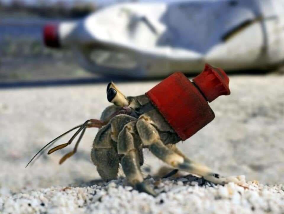 Śmieci z oceanów i zwierzęta - galeria, zdjęcie 6