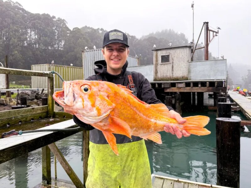 Wędkarz wypłynął na chwilę, pobił rekord. „Świąteczna ryba”