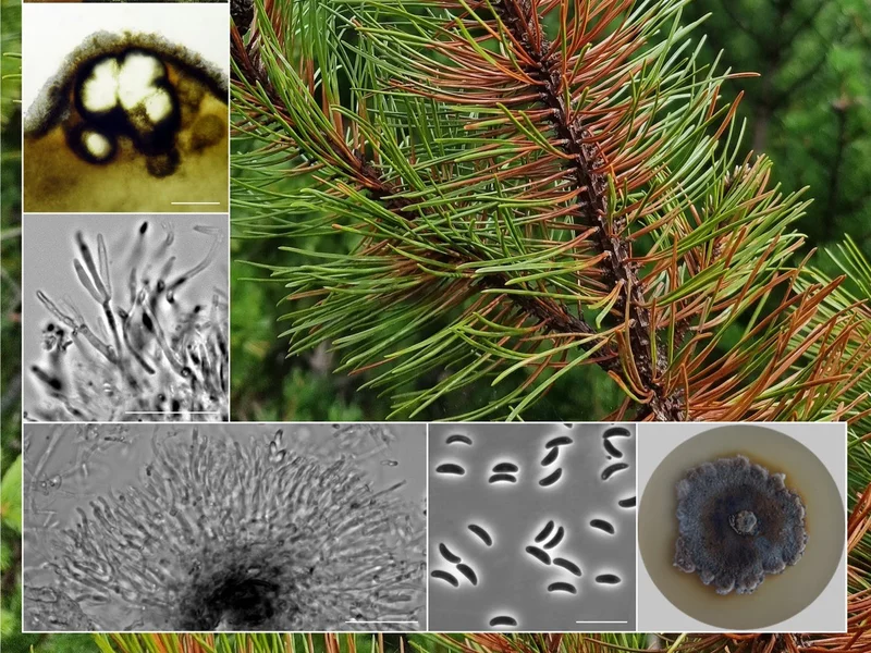 Polscy naukowcy odkryli nowy gatunek grzyba. „Poszerza wiedzę o różnorodności taksonomicznej”