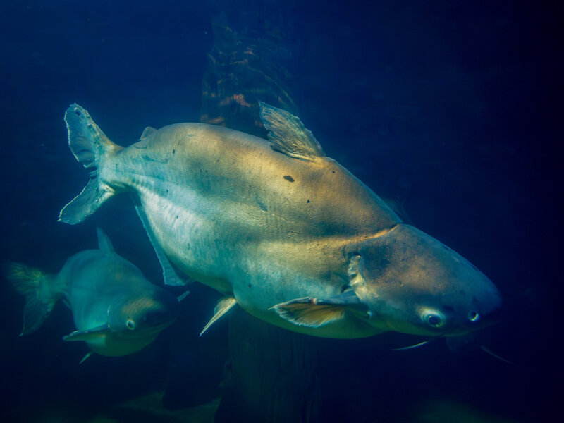 Wędkarz złowił gigantyczną rybę. „Potwory istnieją”